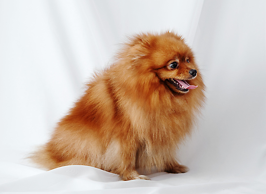 포토 JPG 해외이미지 동물 새끼 포유류 서기 사람없음 빨간색 반려동물 갈색 카메라 개 강아지 슛 육식동물 송곳니 기르기 해외202004 해외포토 컬러 모션 전자제품 치아 돌봄 파일형식 이미지허브