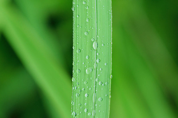 포토 JPG 해외이미지 식물 라이프스타일 백그라운드 잎 자연 날씨 사람없음 야외 가로 초록색 물 여름 환경 침묵 봄 줄무늬 거품 젖음 성장 신선 투명 액체 닫기 떨어짐 보호 소프트포커스 이슬 순수 질감 보케 정중 그리너리 완전 해외202004 해외포토 자연요소 계절 컬러 컨셉 무늬 모션 촬영기법 생활 소리 생태계 파일형식 트랜드컬러 이미지허브