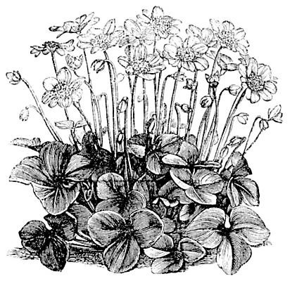 EPS 해외이미지 식물 계절 꽃잎 꽃 줄기 백그라운드 일러스트 자연 미술 환경 정원 검은색 봄 들꽃 수확 골동품 성장 벚꽃 흰색 신선 황무지 역사 숲 허브 그림 원예 판화 노루귀 생태학 영원 옛날 해외202004 해외일러스트 교육 컬러 농업 문화예술 취미 생태계 파일형식 벡터 이미지허브