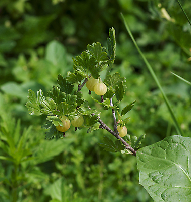 포토 JPG 해외이미지 주간 잎 사람없음 야외 아웃포커스 초록색 나뭇가지 구스베리 해외202004 해외포토 자연요소 나무 식물 열매 컬러 촬영기법 파일형식 이미지허브