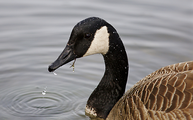포토 JPG 해외이미지 호수 백그라운드 캐나다 사람없음 강 갈색 검은색 수영 놀람 회색 흰색 그림 거위 고립 해외202004 해외포토 감정 컬러 북아메리카 조류 표정 수상스포츠 파일형식 이미지허브