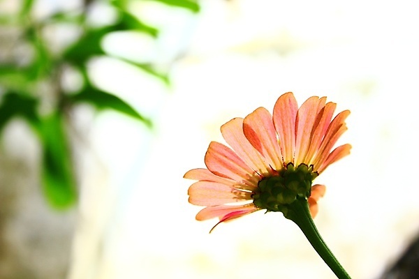 포토 JPG 해외이미지 식물 꽃 꽃무늬 자연 휴식 사람없음 봄 벚꽃 신선 개화 내추럴 해외202004 해외포토 계절 컨셉 무늬 생태계 파일형식 이미지허브