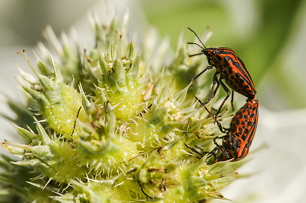 포토 JPG 해외이미지 식물 동물 곤충 잎 자연 사람없음 빨간색 초록색 여름 줄무늬 이탈리아 벌레 딱정벌레 해외202004 해외포토 계절 유럽 컬러 무늬 생태계 파일형식 이미지허브