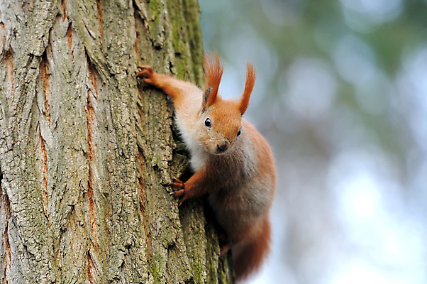포토 JPG 해외이미지 나무 동물 1 응시 공원 야생동물 포유류 자연 벽지 생물 수염 털 사람없음 야외 목재 빨간색 초록색 여름 갈색 회색 견과류 가을 흰색 나뭇가지 소나무 설치류 숲 작음 모피 호기심 꼬리 다람쥐 여우 솜털 서식지 내추럴 해외202004 해외포토 식물 시선 계절 공공시설 감정 컬러 컨셉 재료 크기 생태계 파일형식 이미지허브