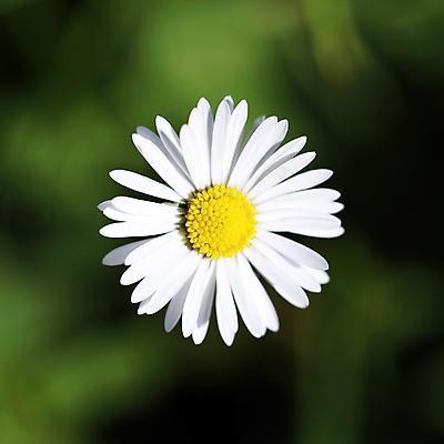 포토 JPG 해외이미지 식물 꽃잎 꽃 꽃무늬 오렌지 자연 사람없음 컬러풀 햇빛 태양 노란색 정원 맑음 검은색 봄 활발 기쁨 젖음 벚꽃 흰색 센터 황금 자르기 묘사 즐거움 데이지 강렬 꽃수술 웅장함 차단 해외202004 해외포토 자연요소 계절 감정 컬러 컨셉 무늬 과일 모션 날씨 생태계 파일형식 이미지허브