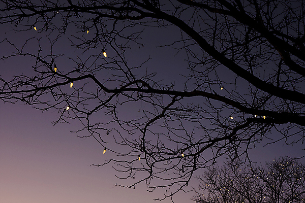 포토 JPG 해외이미지 나무 실루엣 크리스마스 하늘 휴가 사람없음 장식 가로 빛 황혼 나뭇가지 해외202004 해외포토 식물 기념일 촬영기법 일몰 파일형식 이미지허브