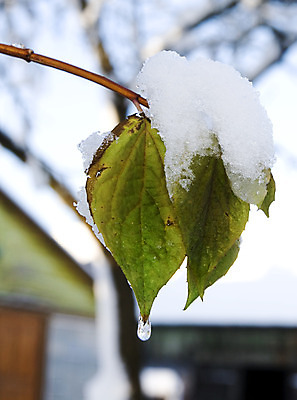 포토 JPG 해외이미지 나무 식물 계절 공원 잎 크리스마스 겨울 자연 벽지 날씨 사람없음 야외 목재 태양 맑음 얼음 일몰 추위 달력 덮개 가을 물방울 나뭇가지 신용카드 숲 12월 11월 크리스탈 묘사 서리 브런치 온도 1월 내추럴 강렬 땅바닥 눈내림 해외202004 해외포토 자연요소 공공시설 기념일 재료 바닥 눈_날씨 금융 노을 식사 뚜껑 날짜 광석 생태계 파일형식 이미지허브