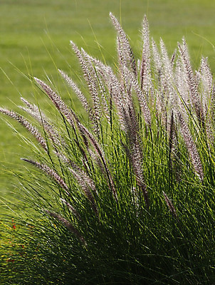 포토 JPG 해외이미지 식물 실루엣 백그라운드 잎 자연 건강 사람없음 초록색 환경 정원 화목 일몰 활발 성장 자르기 원예 내추럴 땅바닥 생태학 해외202004 해외포토 교육 컬러 컨셉 모션 바닥 촬영기법 취미 노을 생태계 파일형식 이미지허브