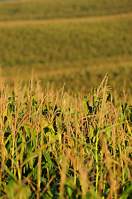 포토 JPG 해외이미지 식물 계절 음식 밭 농업 사람없음 여름 농작물 농장 성장 가을 시골 낟알 세련 해외202004 해외포토 산업 파일형식 이미지허브