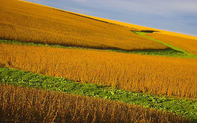 포토 JPG 해외이미지 식물 줄기 백그라운드 밭 농업 채소 오렌지 과일 자연 하늘 건조 씨앗 풍경 잔디 사람없음 야외 초록색 파란색 농작물 컬러풀 햇빛 태양 농장 노란색 수확 성장 가을 농촌 황금 떨어짐 농부 땅 시리얼 밀 심플 장면 밀짚 내추럴 대두 평야 수평선 해외202004 해외포토 자연요소 직업 계절 산업 음식 컬러 컨셉 곡류 시골 짚 생태계 파일형식 이미지허브