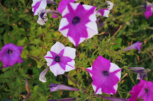 포토 JPG 해외이미지 모양 식물 꽃잎 꽃 분홍색 백그라운드 잎 꽃무늬 자연 사람없음 야외 빨간색 초록색 여름 컬러풀 환경 주방 정원 보라색 봄 줄무늬 들꽃 벚꽃 흰색 신선 개화 제비꽃 싱글 내추럴 깔대기 생태학 플로리다 피튜니아 해외202004 영광군 해외포토 계절 교육 컬러 무늬 미국 전라남도 생태계 파일형식 이미지허브