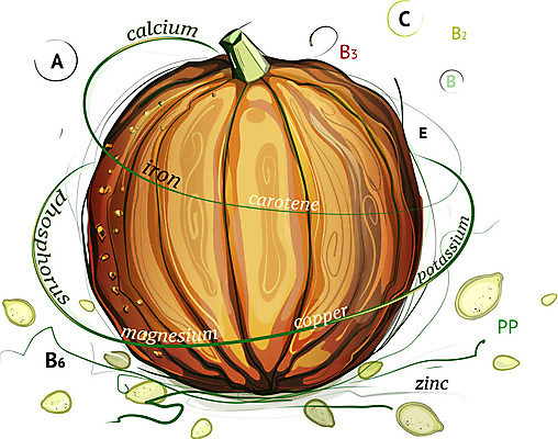 EPS 해외이미지 계절 음식 백그라운드 농업 다이어트 채소 일러스트 자연 호박 추상 건강 씨앗 장식 초록색 컬러풀 농장 정원 정보 수확 가을 흰색 신선 만화 오브젝트 싱글 그림 유기농 고립 생태학 숙성 채식주의자 목차 해외202004 해외일러스트 식물 웰빙 교육 산업 컬러 무늬 생태계 채식 파일형식 벡터 이미지허브