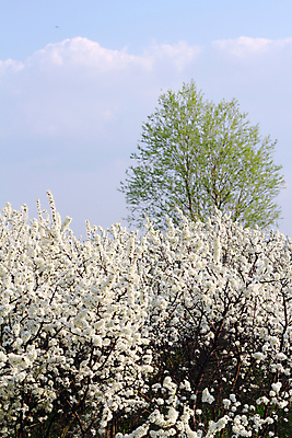 포토 JPG 해외이미지 나무 식물 구름 계절 공원 꽃잎 꽃 백그라운드 잎 꽃무늬 자연 하늘 사람없음 야외 파란색 환경 정원 봄 성장 벚꽃 흰색 나뭇가지 시골 신선 개화 묘사 내추럴 해외202004 해외포토 자연요소 공공시설 컬러 무늬 생태계 파일형식 이미지허브