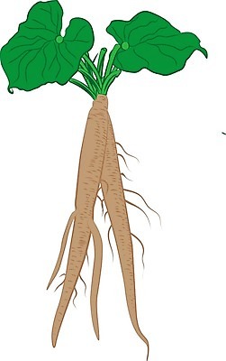 EPS 해외이미지 식물 디자인 음식 잎 일러스트 재료 자연 건강 요리 미술 약 식사 약초 허브 그림 유기농 뿌리 내추럴 고립 채식주의자 해외202004 해외일러스트 웰빙 의학 문화예술 풀_식물 생태계 채식 파일형식 벡터 이미지허브