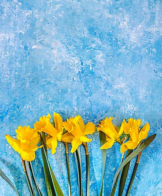 포토 JPG 해외이미지 식물 디자인 계절 기념일 꽃잎 꽃 꽃다발 백그라운드 잎 꽃무늬 자연 벽지 탁자 휴가 부활절 선물 이벤트 사람없음 목재 장식 초록색 여름 파란색 컬러풀 노란색 우주 봄 벚꽃 흰색 축하 인사 신선 신용카드 생일 개화 질감 수선화 내추럴 해외202004 해외포토 나무 컬러 가구 컨셉 무늬 재료 금융 예절 생태계 파일형식 이미지허브