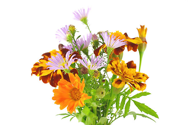 포토 JPG 해외이미지 식물 계절 꽃잎 꽃 줄기 오렌지 자연 사람없음 빨간색 여름 빛 갈색 노란색 머리 봄 젖음 벚꽃 가장자리 작음 제비꽃 입술 데이지 고립 목차 해외202004 해외포토 컬러 과일 신체부위 둘레 크기 생태계 파일형식 이미지허브