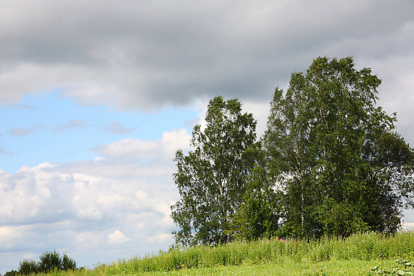 포토 JPG 해외이미지 나무 식물 구름 자연 하늘 풍경 사람없음 초록색 여름 파란색 정상 언덕 러시아 자작나무 해외202004 해외포토 자연요소 계절 유럽 컬러 생태계 파일형식 이미지허브