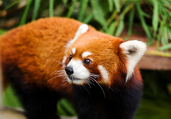 포토 JPG 해외이미지 주간 한마리 사람없음 야외 아웃포커스 귀여움 레서판다 해외202004 해외포토 자연요소 1 컨셉 포유류 촬영기법 파일형식 이미지허브