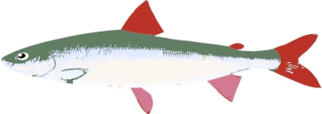 EPS 해외이미지 동물 실루엣 야생동물 선 음식 바다 일러스트 자연 낚시 저울 육류 어류 미술 그래픽 물 빛 검은색 웹 줄무늬 흰색 파일럿 땅 그림 심플 지느러미 포식 현실 해외202004 해외일러스트 자연요소 직업 컬러 무늬 인터넷 식재료 레저 문화예술 촬영기법 수중동물 생태계 파일형식 벡터 이미지허브