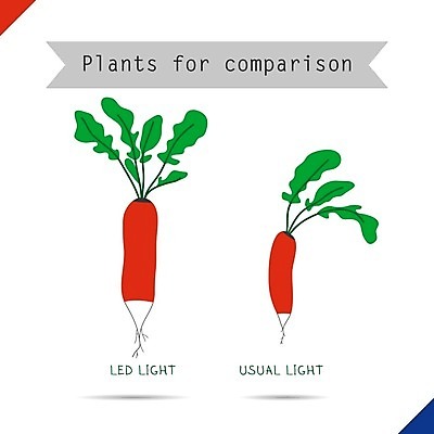 EPS 해외이미지 식물 캐릭터 음식 잎 2 농업 채소 일러스트 재료 요리 빨간색 초록색 빛 농작물 수확 신선 쌍 맛 작음 큼 만화 먹기 향신료 오브젝트 유기농 날것 뿌리 고립 동반자 자외선 적외선 채식주의자 총각무 주도 비건 해외202004 해외일러스트 일러캐릭터 웰빙 산업 컬러 컨셉 모션 예절 크기 무 채식 향미료 파일형식 벡터 이미지허브