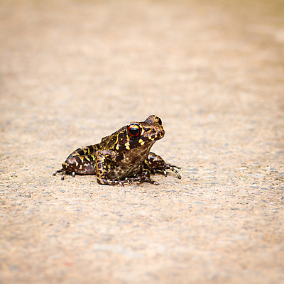 포토 JPG 해외이미지 동물 1 응시 계절 도로 야생동물 신체 태국 자연 개구리 양서류 앉기 사람없음 야외 갈색 환경 젖음 피부 크림 내추럴 고립 혼자 해외202004 해외포토 시선 아시아 길 컬러 교통시설 모션 신체부위 생태계 파일형식 이미지허브