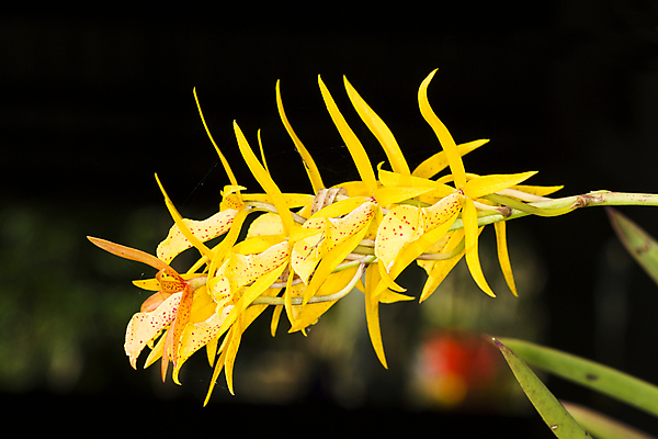 포토 JPG 해외이미지 식물 꽃 줄기 꽃다발 백그라운드 꽃무늬 태국 자연 동양인 사람없음 빨간색 초록색 정원 보라색 침묵 봄 활발 벚꽃 흰색 나뭇가지 신선 그룹 난초 우아함 자주색 제비꽃 오브젝트 싱글 원예 잡종 내추럴 돌봄 떠남 해외202004 해외포토 나무 계절 아시아 컬러 컨셉 무늬 모션 인종 취미 소리 생태계 파일형식 이미지허브
