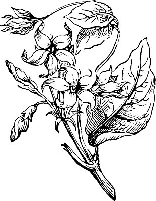 EPS 해외이미지 나무 선 일러스트 미술 햇빛 검은색 수확 흰색 산호 인도인 그림 보여주기 판화 인도양 해외202004 해외일러스트 외국인 식물 바다 컬러 농업 모션 문화예술 동양인 태양 자포동물 파일형식 벡터 이미지허브