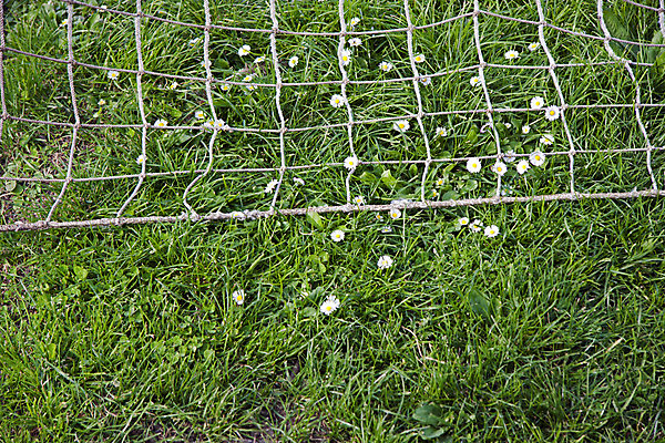 포토 JPG 해외이미지 식물 계절 꽃 스포츠 백그라운드 꽃무늬 밭 자연 잔디 사람없음 초록색 축구 경기장 봄 벚꽃 게임 흰색 신선 그물 개화 데이지 내추럴 골 캐모마일 해외202004 해외포토 컬러 무늬 농업 스포츠시설 놀이 구기 허브 생태계 파일형식 이미지허브