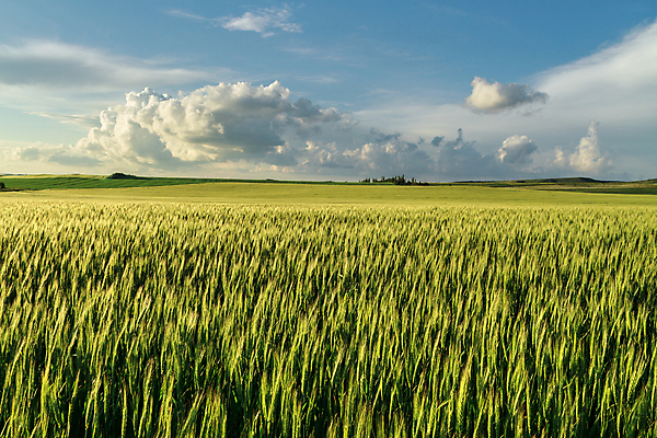 포토 JPG 해외이미지 식물 계절 산업 음식 밭 농업 자연 하늘 파노라마 씨앗 풍경 사람없음 야외 치료 초록색 여름 파란색 농작물 햇빛 태양 농장 봄 수확 성장 시골 낟알 시리얼 밀 조경 장면 밭일 수평선 해외202004 해외포토 자연요소 컬러 의학 곡류 촬영기법 생태계 파일형식 이미지허브