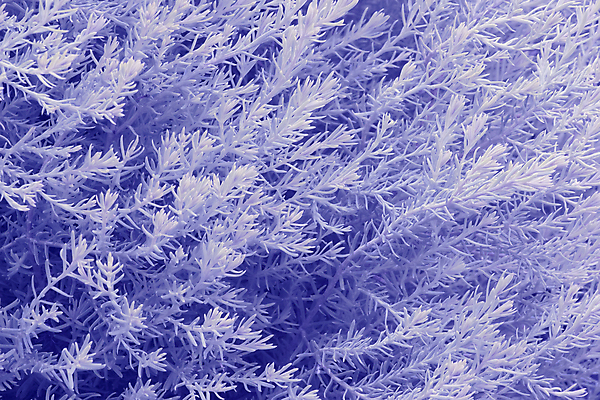 포토 JPG 해외이미지 나무 식물 계절 백그라운드 크리스마스 겨울 자연 날씨 프레임 미술 사람없음 장식 파란색 냉동 얼음 침묵 추위 흰색 나뭇가지 소나무 숲 12월 크리스탈 서리 청록색 북쪽 전나무 눈보라 눈내림 해외202004 해외포토 자연요소 기념일 컬러 문화예술 눈_날씨 소리 날짜 광석 방향 생태계 파일형식 이미지허브