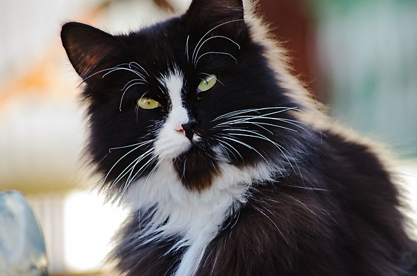 포토 JPG 해외이미지 동물 포유류 수염 털 사람없음 반려동물 머리 검은색 고양이 흰색 닫기 코 솜털 주목 총구 해외202004 해외포토 컬러 모션 신체부위 파일형식 이미지허브