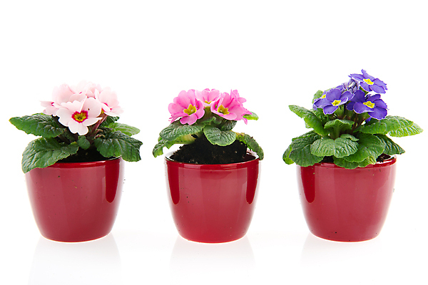 포토 JPG 해외이미지 식물 계절 꽃 백그라운드 3 사람없음 파란색 봄 흰색 냄비 원예 토기 고립 줄서기 해외202004 해외포토 컬러 모션 취미 용기_그릇 솥 파일형식 이미지허브