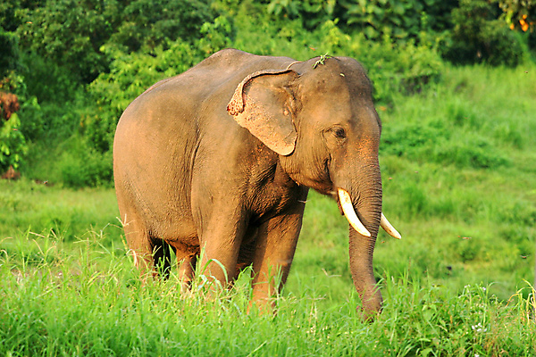포토 JPG 해외이미지 나무 식물 동물 아시아 얼굴 야생동물 새끼 잎 포유류 태국 자연 엄마 코끼리 미소 사람없음 야외 갈색 가축 힘 회색 자유 숲 위험 작음 큼 유연 사파리 환경보전 유기농 열대기후 해외202004 해외포토 멸종위기종 웰빙 나라 컬러 컨셉 가족 표정 신체부위 크기 사회이슈 생태계 파일형식 이미지허브