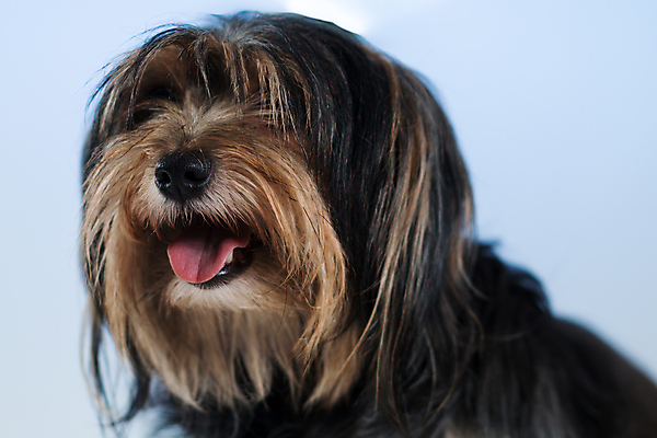 포토 JPG 해외이미지 여자 분홍색 의자 앉기 사람없음 반려동물 갈색 노란색 검은색 개 강아지 복종 신앙심 해외202004 해외포토 동물 컬러 가구 포유류 모션 사람 파일형식 이미지허브