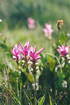 포토 JPG 해외이미지 식물 계절 꽃잎 꽃 감정 아시아 문화 줄기 분홍색 여행 잎 꽃무늬 태국 자연 사람없음 초록색 컬러풀 정원 보라색 봄 튤립 벚꽃 흰색 신선 싱글 내추럴 고립 영원 해외202004 해외포토 나라 컬러 무늬 생태계 파일형식 이미지허브