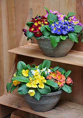 포토 JPG 해외이미지 식물 꽃잎 꽃 잎 꽃무늬 사람없음 컬러풀 정원 봄 벚꽃 개화 냄비 영원 해외202004 해외포토 계절 컬러 무늬 솥 파일형식 이미지허브