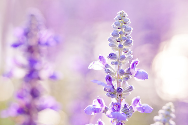 포토 JPG 해외이미지 식물 꽃 백그라운드 꽃무늬 밭 자연 사람없음 야외 환경 정원 보라색 활발 벚꽃 신선 닫기 소프트포커스 제비꽃 내추럴 강렬 블러 해외202004 해외포토 컬러 컨셉 무늬 농업 모션 촬영기법 생태계 파일형식 이미지허브