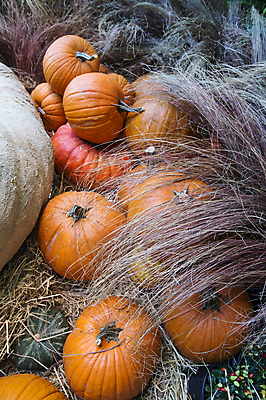 포토 JPG 해외이미지 식물 꽃 농업 채소 오렌지 호박 수박 사람없음 장식 초록색 농작물 농장 할로윈 수확 성장 가을 멜론 11월 유기농 10월 내추럴 조롱박 해외202004 해외포토 웰빙 계절 산업 컬러 과일 날짜 파일형식 이미지허브