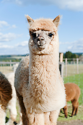 포토 JPG 해외이미지 동물 1 얼굴 밭 농업 포유류 포옹 자연 털 서기 사람없음 세로 반려동물 농장 갈색 흰색 싱글 부드러움 면도 솜털 양모 라마 밭일 알파카 양털 이국적 페루 해외202004 해외포토 산업 컬러 안기 모션 신체부위 직물 감각 남아메리카 생태계 파일형식 이미지허브