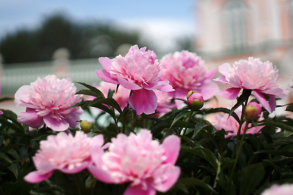 포토 JPG 해외이미지 식물 계절 꽃잎 꽃 분홍색 백그라운드 잎 하늘 사람없음 야외 건물 아웃포커스 초록색 여름 햇빛 정원 맑음 궁전 개화 소프트포커스 장면 작약 전경 해외202004 해외포토 건축물 컬러 고건축 날씨 촬영기법 풍경 태양 파일형식 탑뷰 이미지허브