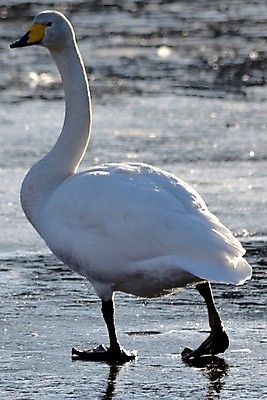 포토 JPG 해외이미지 사람없음 얼음 백조 해외202004 해외포토 자연요소 조류 파일형식 이미지허브