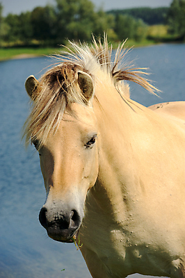 포토 JPG 해외이미지 동물 호수 야생동물 포유류 자연 사람없음 야외 물 강 개울 해외202004 해외포토 자연요소 생태계 파일형식 이미지허브