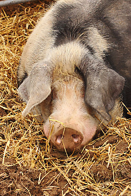 포토 JPG 해외이미지 동물 1 응시 얼굴 야생동물 음식 분홍색 겨울 농업 포유류 공장 자연 육류 돼지고기 사람없음 야외 목재 농장 펜 머리 가축 목장 시골 돼지 닫기 큼 자르기 코 귀 먼지 진흙 밭일 베터리 옛날 해외202004 해외포토 나무 시선 계절 산업 컬러 식재료 재료 공업 모션 신체부위 필기구 크기 생태계 파일형식 이미지허브