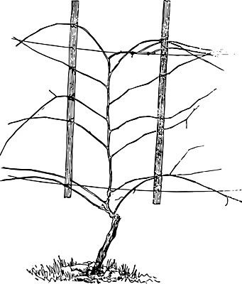 EPS 해외이미지 선 일러스트 미술 가로 검은색 수확 흰색 그림 포도나무 시스템 판화 허드슨강 해외202004 해외일러스트 컬러 농업 문화예술 강 미국 과일나무 파일형식 벡터 이미지허브