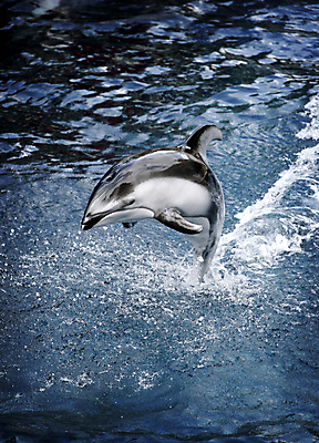 포토 JPG 해외이미지 캐나다 사람없음 점프 돌고래 다이빙 태평양 해외202004 해외포토 바다 북아메리카 포유류 모션 수영 수중동물 수중스포츠 파일형식 이미지허브