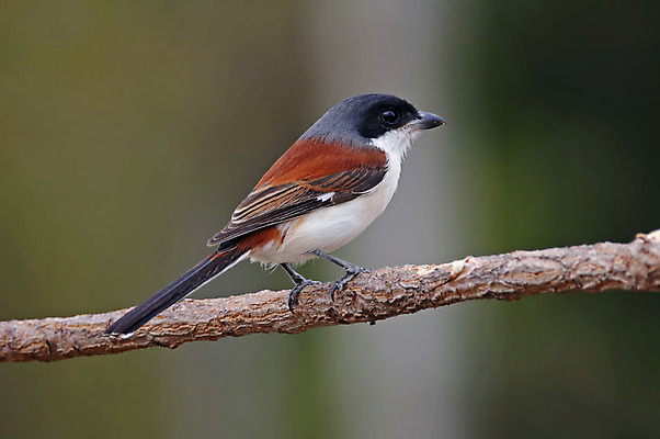 포토 JPG 해외이미지 나무 동물 여자 남자 아시아 얼굴 야생동물 백그라운드 날개 자연 조류 사람없음 야외 목재 가로 초록색 컬러풀 머리 환경 나뭇가지 막대기 닫기 숲 깃털 꼬리 부리 서식지 버마 생태학 이국적 해외202004 해외포토 식물 교육 나라 컬러 재료 모션 사람 신체부위 생태계 파일형식 이미지허브