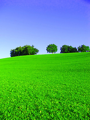 포토 JPG 해외이미지 나무 식물 구름 계절 백그라운드 밭 농업 자연 하늘 날씨 풍경 잔디 사람없음 야외 초록색 여름 파란색 햇빛 태양 농장 봄 시골 땅 장면 지역 밭일 수평선 해외202004 해외포토 자연요소 산업 컬러 생태계 파일형식 이미지허브