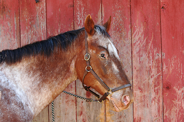 포토 JPG 해외이미지 동물 밭 포유류 자연 사람없음 초록색 농장 갈색 머리 목장 카우보이 갈기 안장 굴레 해외202004 해외포토 컬러 농업 신체부위 생태계 파일형식 이미지허브