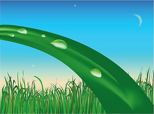 EPS 해외이미지 식물 별 백그라운드 잎 밭 일러스트 자연 하늘 잔디 초록색 물 여름 파란색 빛 반사 봄 새벽 거품 젖음 추위 성장 달 물방울 신선 투명 액체 칼날 닫기 떨어짐 이슬 시원함 빗방울 순수 그림 원예 여의주 부족함 해외202004 해외일러스트 자연요소 계절 컬러 컨셉 농업 모션 취미 비_날씨 생태계 파일형식 벡터 이미지허브