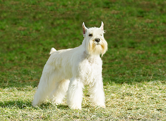 포토 JPG 해외이미지 동물 응시 공원 행복 컨셉 장난 포유류 수염 건강 미소 앉기 잔디 사람없음 야외 반려동물 가축 활발 미니어처 에너지 코트 흰색 표현 개 강아지 은색 눈썹 혀 콧수염 사냥 여우 소금 송곳니 난쟁이 경보 기르기 미니 유래 충실 해외202004 해외포토 식물 시선 공공시설 감정 얼굴 컬러 모션 표정 모형 외투 입 치아 돌봄 파일형식 이미지허브